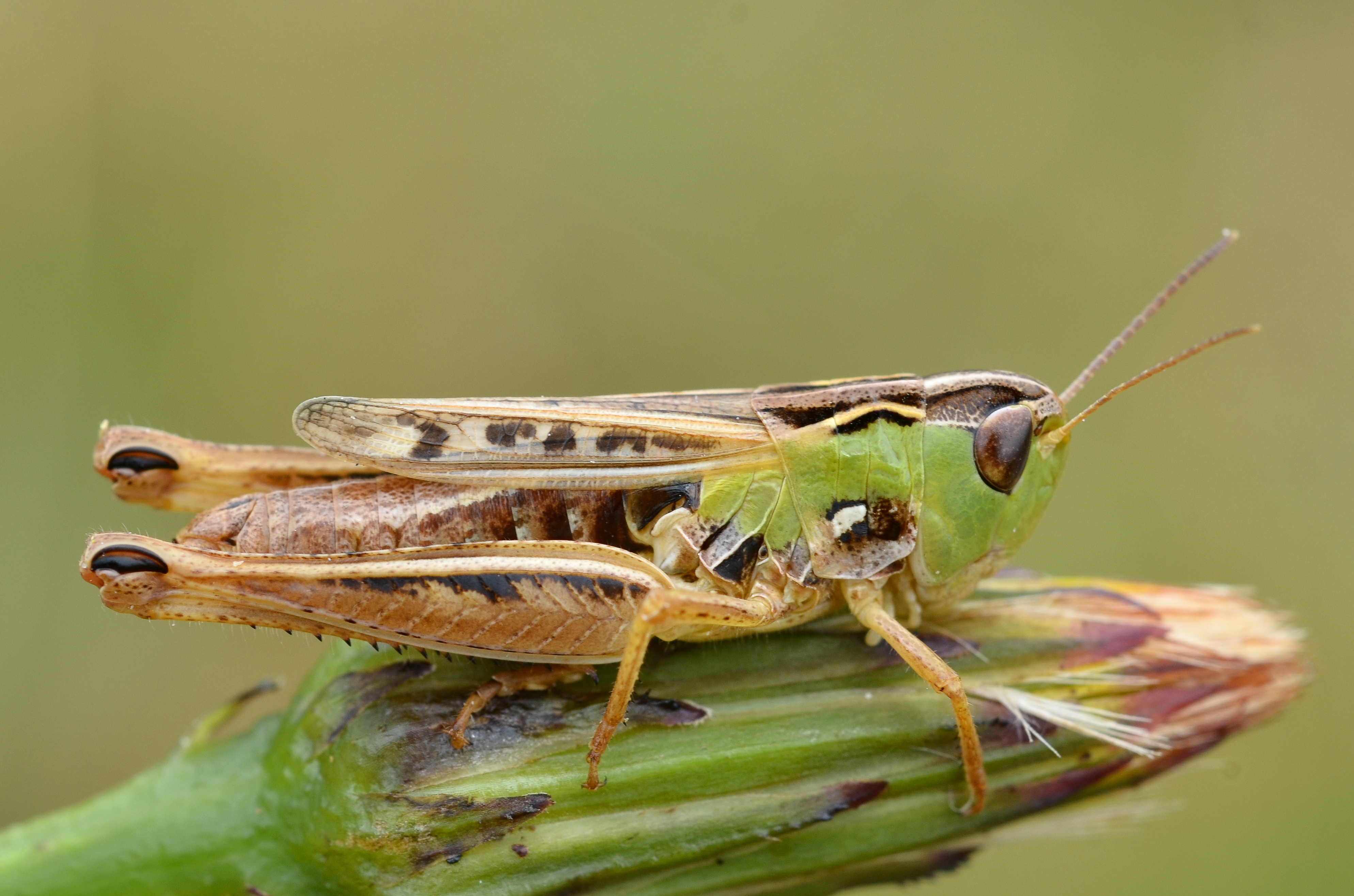 Schwarzfleckiger Grashüpfer