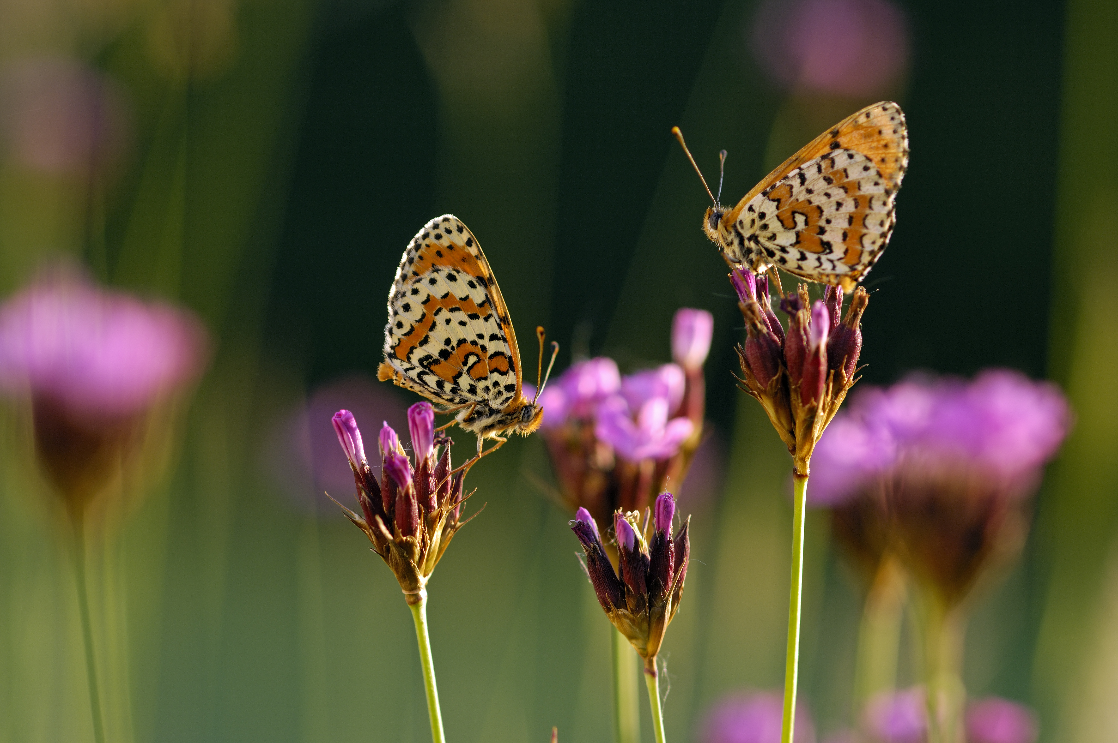 Bunte Vielfalt  Unentdeckte Natur  im Schlosspark 