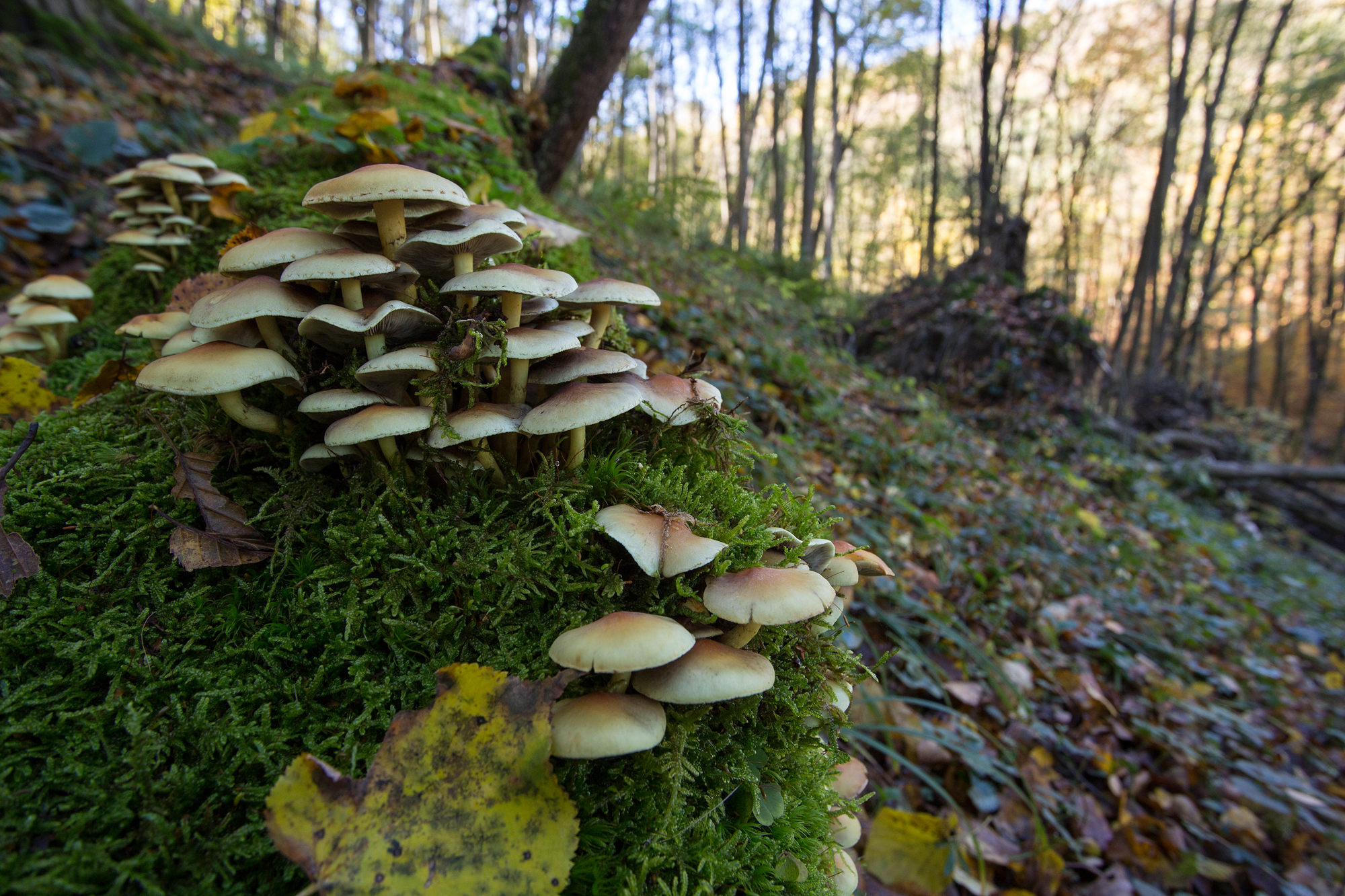 Rotkappe, Täubling, Hallimasch - Die Pilze im Nationalpark Thayatal ...