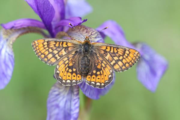 Schmetterlinge: Goldener Scheckenfalter