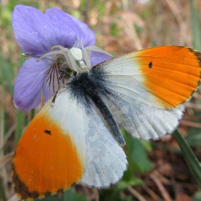 Aurorafalter mit Schmetterlingsapp bestimmen