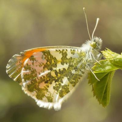 Aurorafalter mit Schmetterlingsapp bestimmen