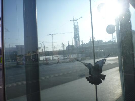 Eine Taube versucht aus einem Glasbauwerk zu entkommen.