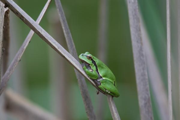 Laubfrosch