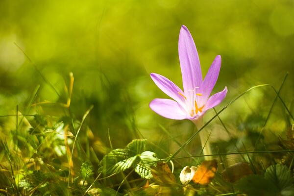 © Genova / www.shutterstock.com Herbstzeitlose