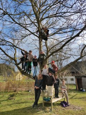 Der erste Aktivtag auf der Streuobstwiese war ein voller Erfolg! © Susanna Staudinger Kinder auf einem Baum