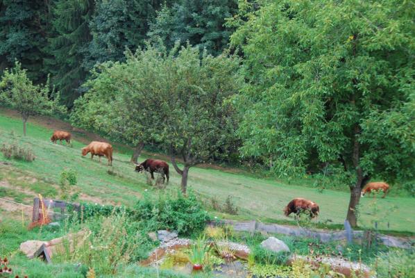 "Grüne Infrastruktur" © Naturpark Südsteiermark Kühe auf der Weide