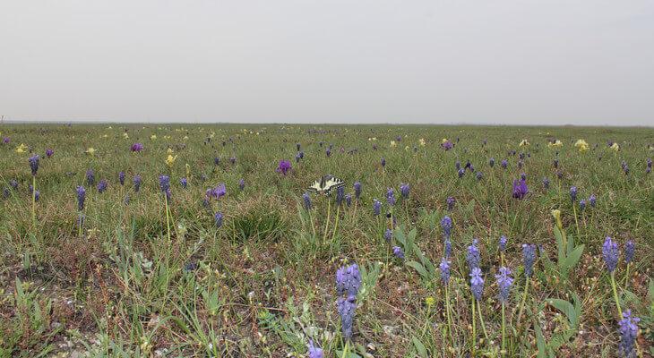 Blühende Vielfalt auf kargem Boden: Geophyten sind an die Trockenheit im Sommer angepasst