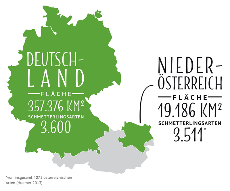 Schmetterlinge-in-Niederoesterreich © (c) Blühendes Österreich Schmetterlinge in Niederösterreich