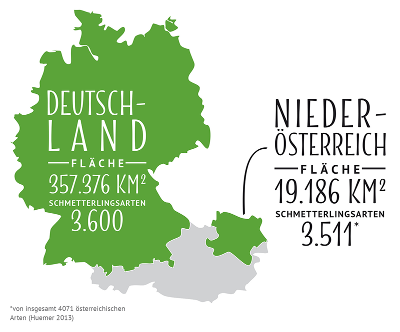 Schmetterlinge in Niederösterreich