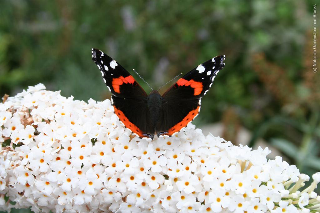 Die 10 häufigsten Schmetterlinge im Garten | Blühendes Österreich