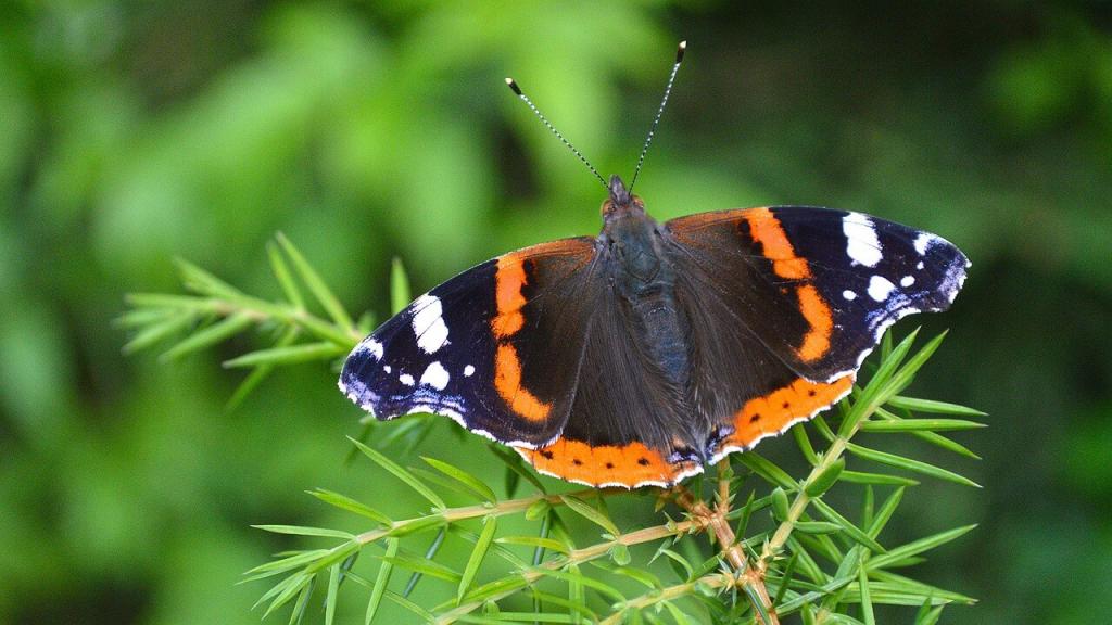 Schmetterlinge bestimmen: Admiral