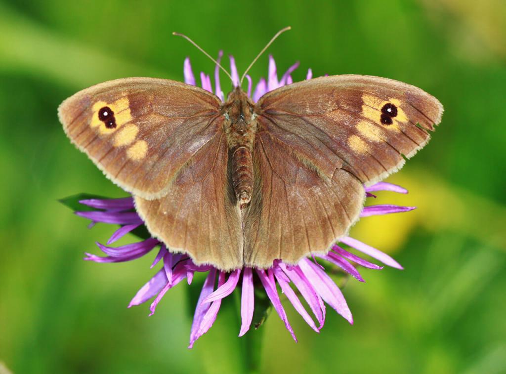 Schmetterlinge bestimmen: Großes Ochsenauge © Pixabay Schmetterlinge bestimmen: Großes Ochsenauge