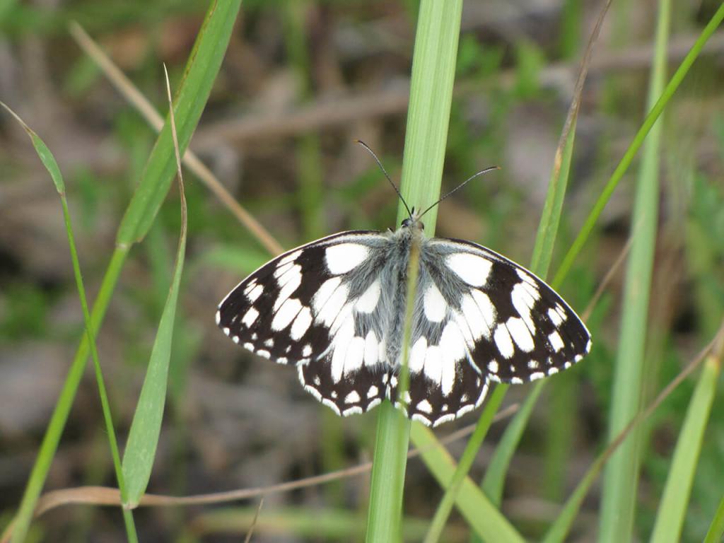 Schmetterling Schachbrett