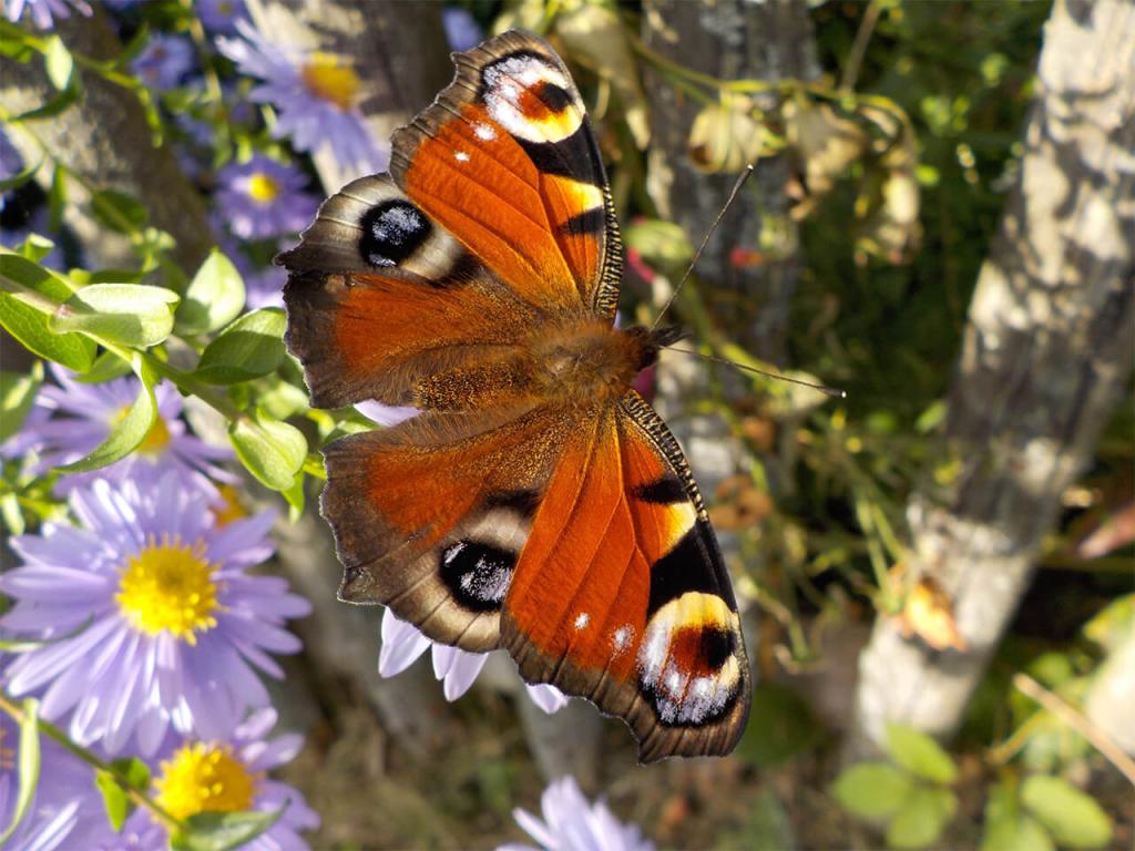 Schmetterlinge bestimmen: Tagpfauenauge