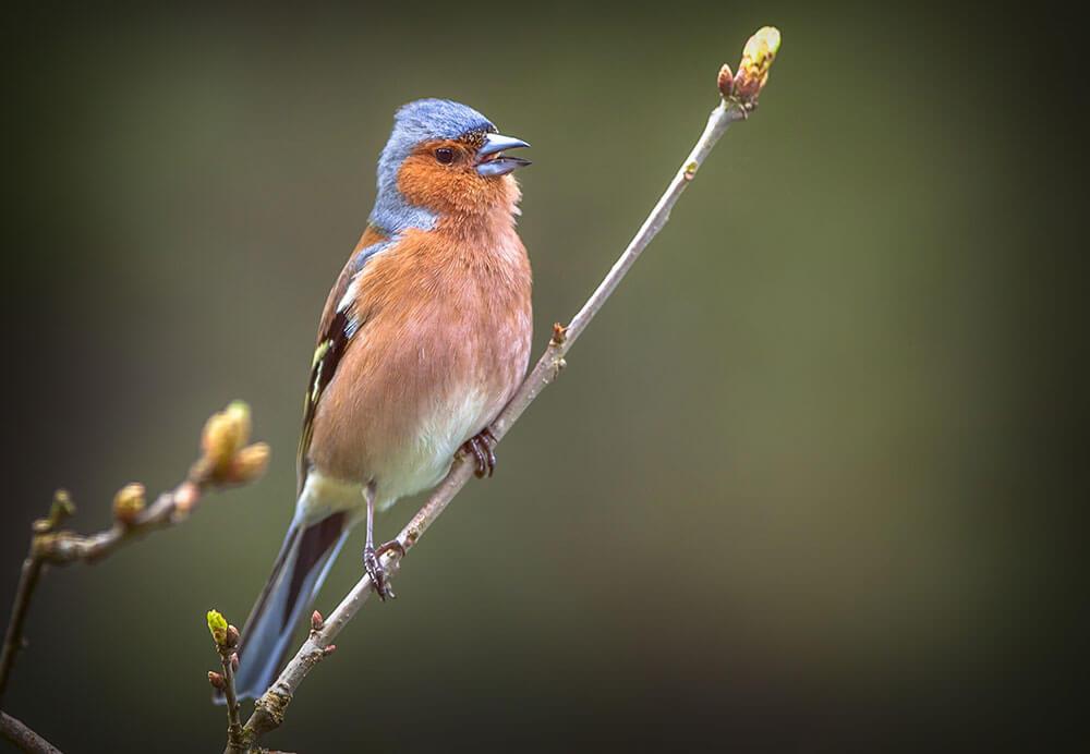 Buchfink in der Natur © Rudmer Zwervert / Shutterstock.com Buchfink in der Natur