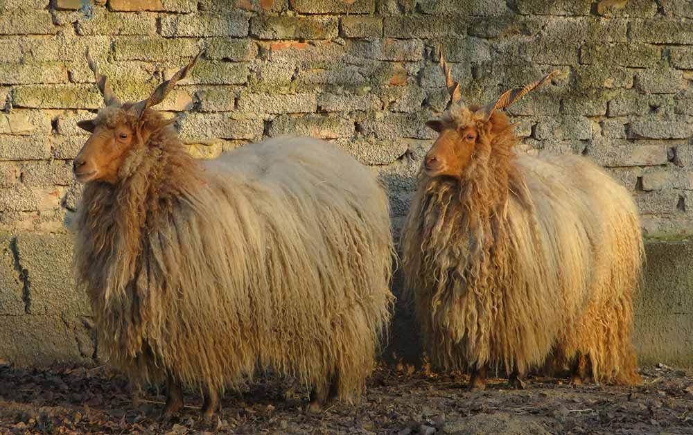 zackelschaf-pixabay © (c) pixabay.com / Zackelschaf seltene Nutztierrassen Zackelschaf
