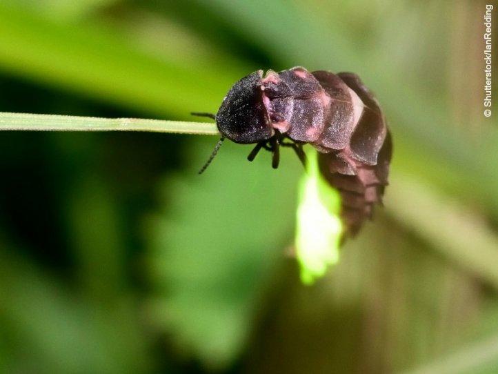 Nachtaktive Tiere wer raschelt nachts im Garten