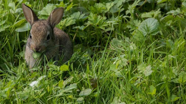 Wildkaninchen © Pixabay Wildkaninchen