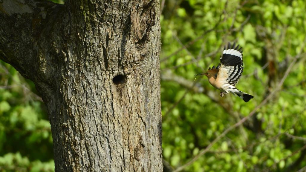 Wiedehopf im Flug