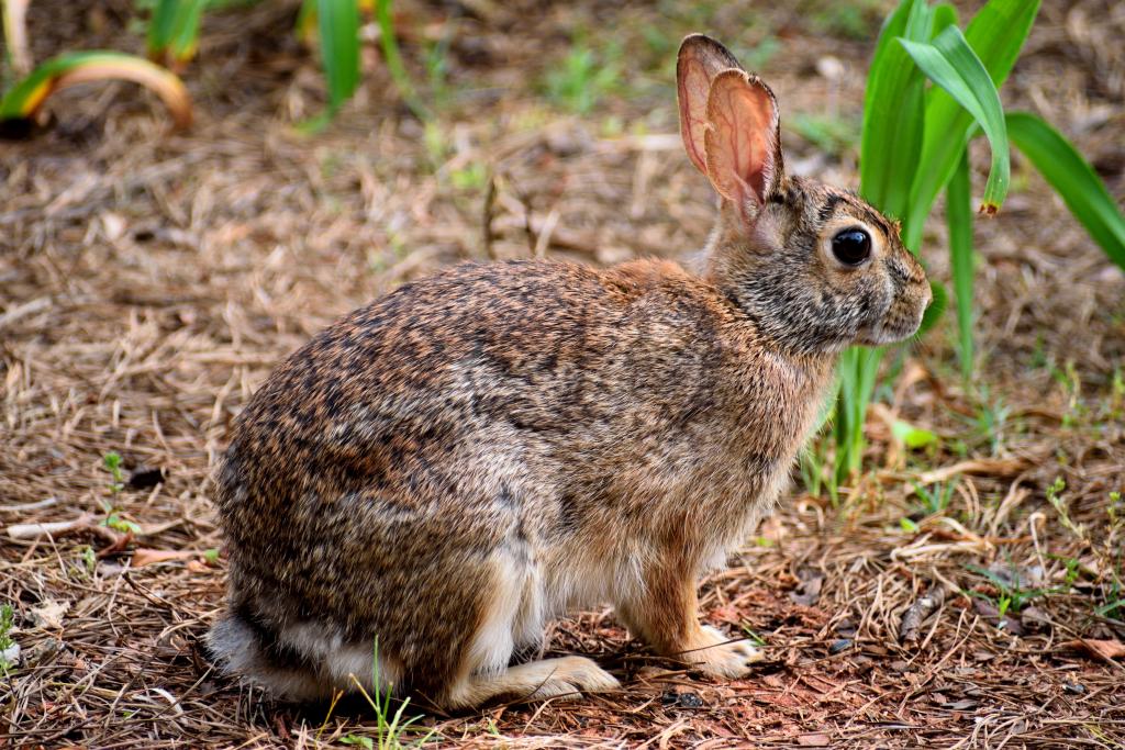 Wildkaninchen © Pixabay Wildkaninchen