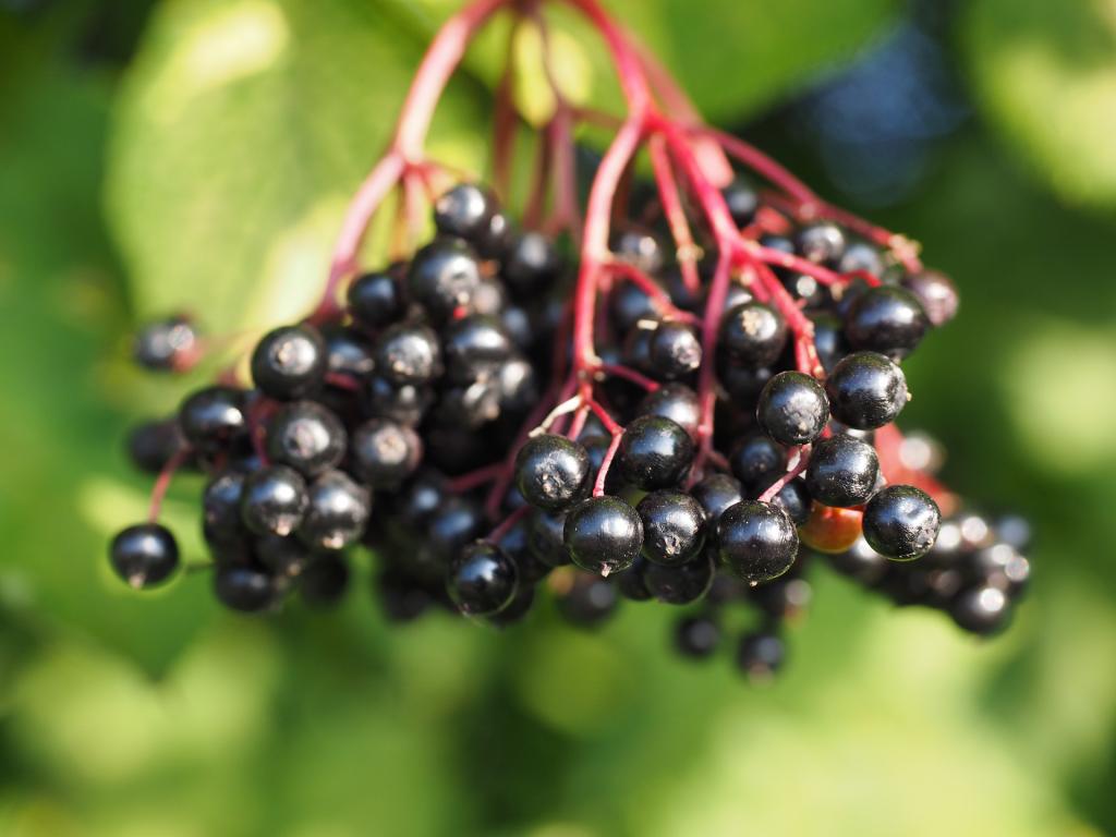 10 Heimische Essbare Beeren In Wiese, Wald Und Auf Der Heide ...