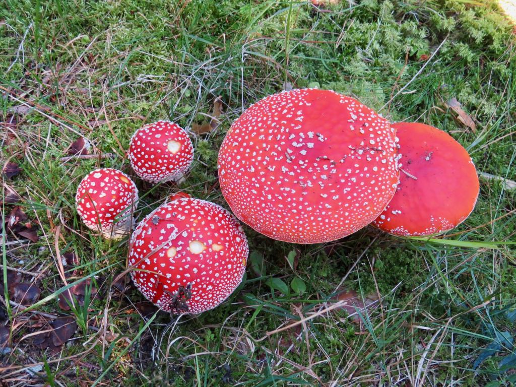 Fliegenpilze im Moos, von oben fotografiert.