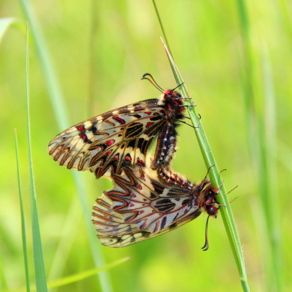 Osterluzeifalter