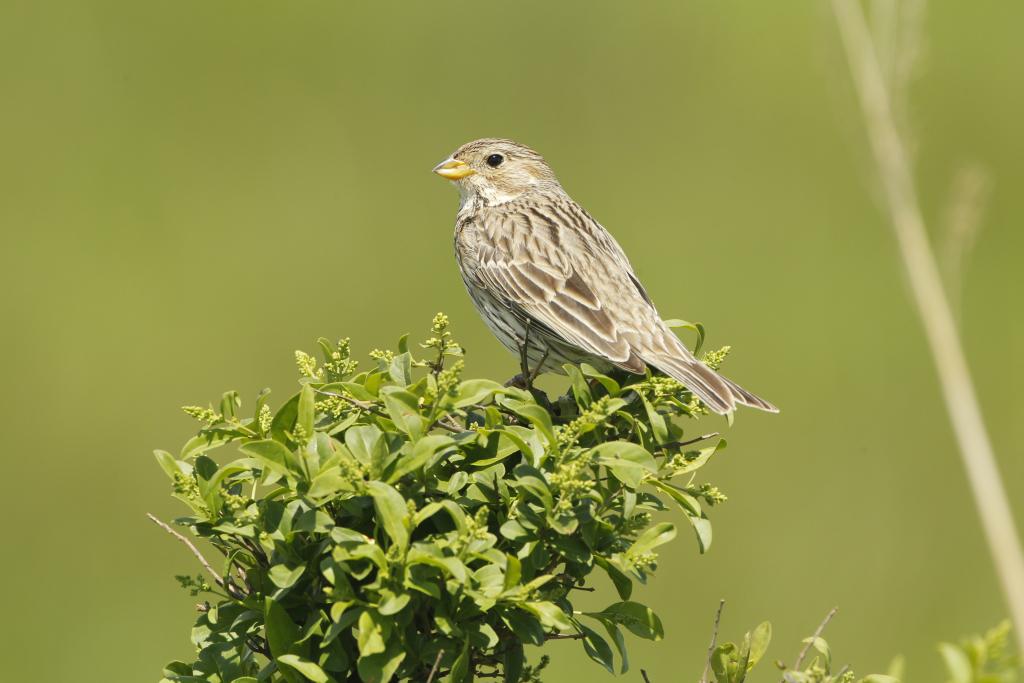 Grauammer © Michael Dvorak/BirdLife Grauammer