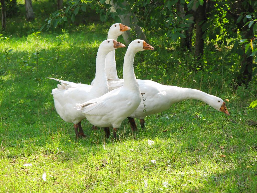 Gänse im Garten