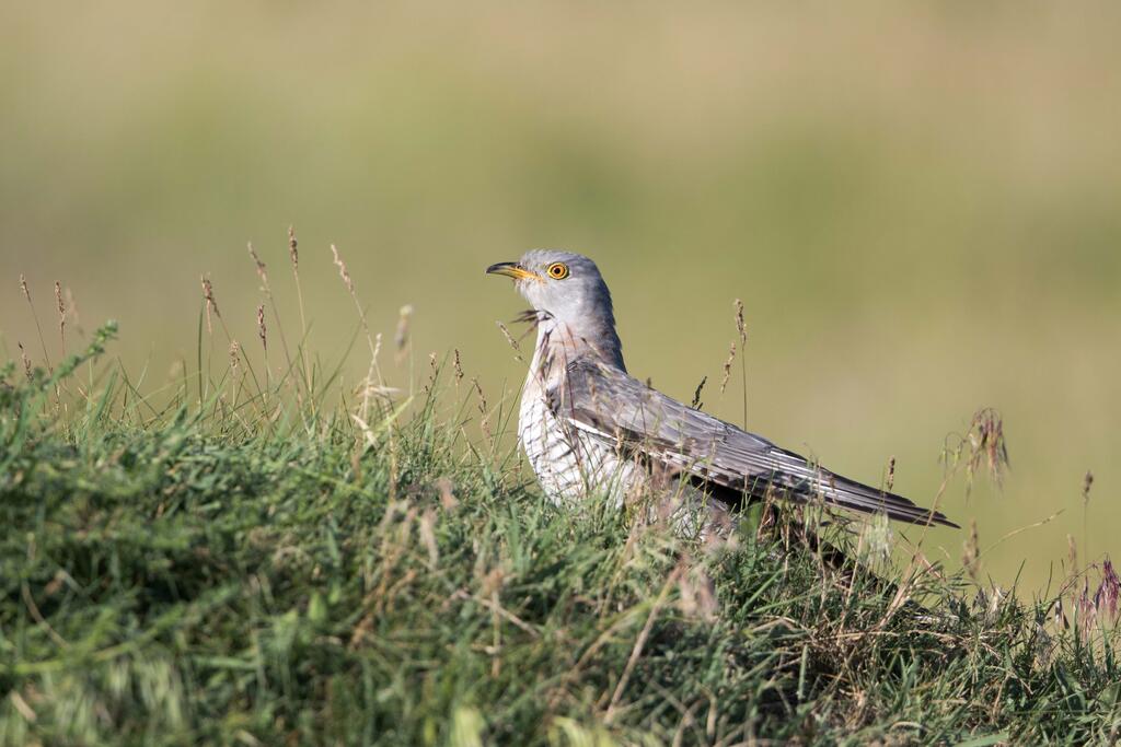 Kuckuck © Flora Bitterann | Birdlife Österreich Kuckuck