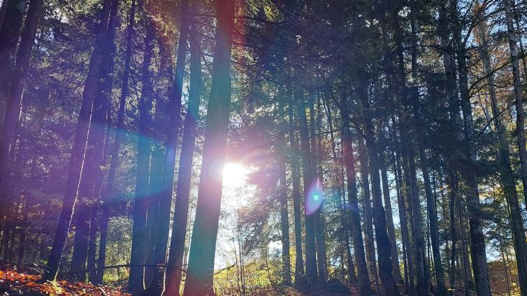Waldbaden © Alexandra Schölzl Waldbaden