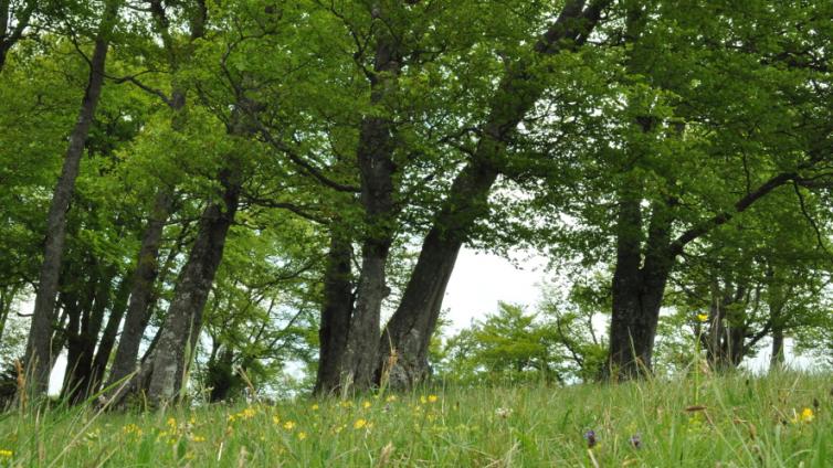 © Naturschutzbund NÖ Rundgang mit einem Baumpfleger
