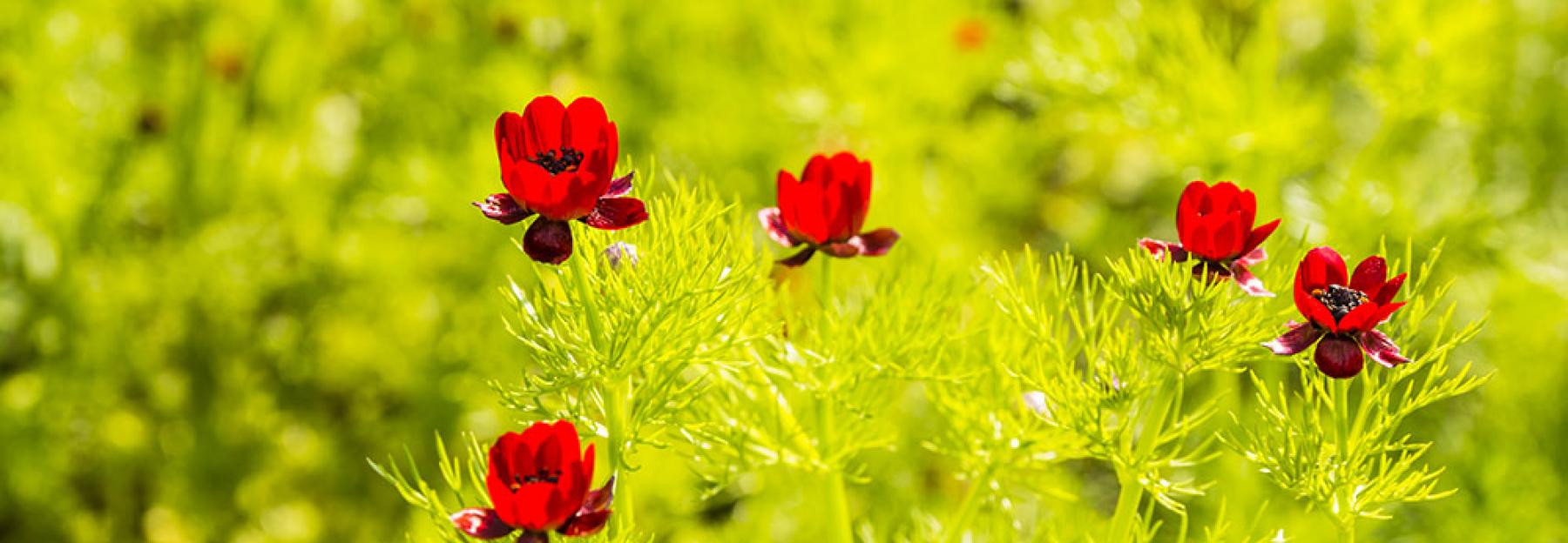 Herbst-Adonisroeschen- © Gubernat/Shutterstock.com Herbstblumen Adonisroeschen