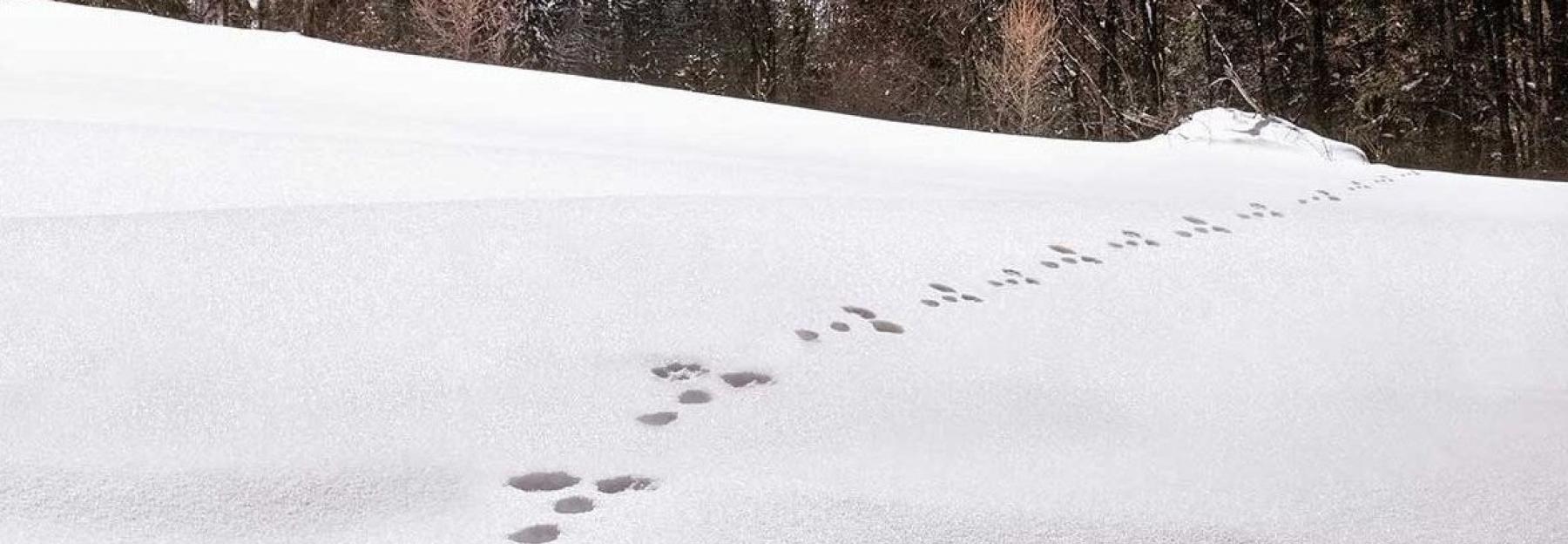 Spuren im Schnee: 5 Spuren für tierische Detektive | Blühendes