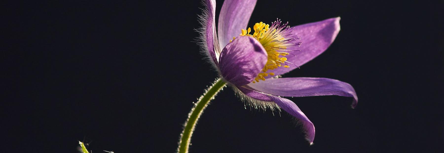 Hande Weg 5 Schutzenswerte Fruhlingsblumen Bluhendes Osterreich