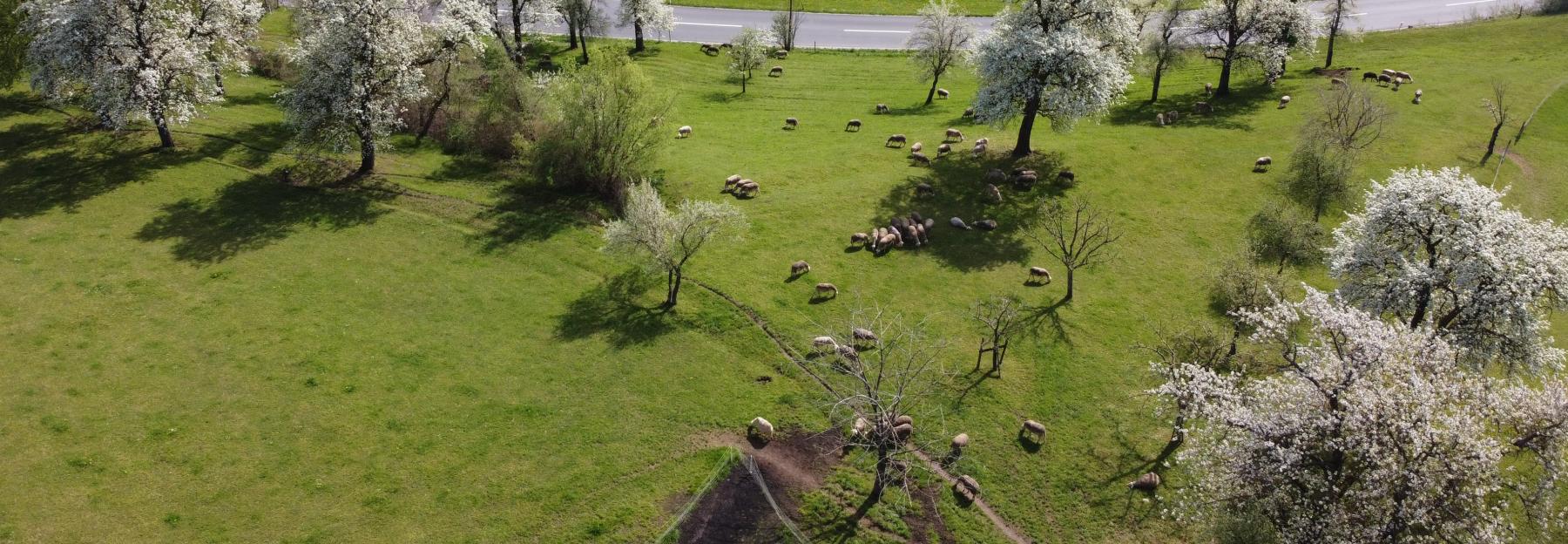 Streuobstbestand der Familie Reitner © Peter Reitner Streuobstwiese von Peter Reitner