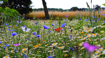 Schmetterlingsgarten © Foto: pxhere.com (CC0) Schmetterlingsgarten