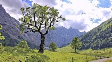 holz_baum-berge © (c) pixabay.com holz