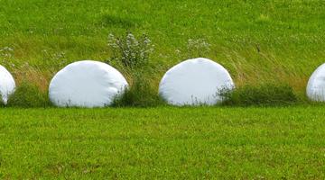 Stretchfolien aus Kunststoff umhüllen die Silage, meist in der Farbe weiß, hellgrün oder türkis