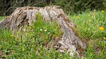 verwitterter, grauer Baumstumpf in kurzer Wiese mit Gänseblümchen- und Löwenzahn-Blüten