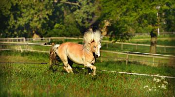 Haflinger, Pferd im Galopp mit wehender Mähne über Weide mit hohem grünen Gras