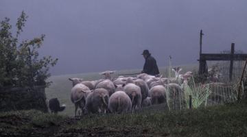 Schafhirte aus Leidenschaft