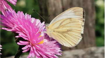 schönster Garten Österreichs Grünader-Weißling