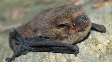 Mückenfledermaus © Oliver Gebhardt Mückenfledermaus