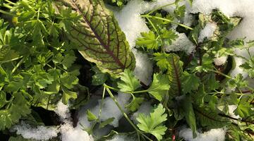 Wintergemüse mit Schnee bedeckt 