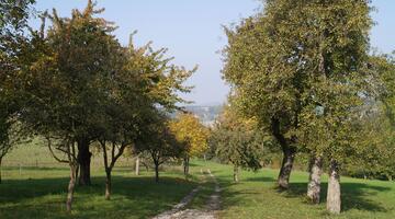 Alte Obstbäume im Naturpark Obst-Hügel-Land