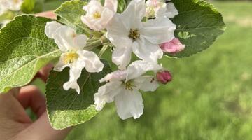 © Theresa Grandits Apfelblüte