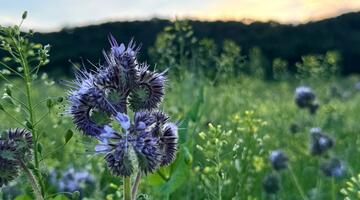 Der Bienenfreund lockt Insekten in den Weingarten © Lisa Reichardt weingarten donnerskirchen