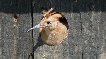 © Christian Rosker Wiedehopf